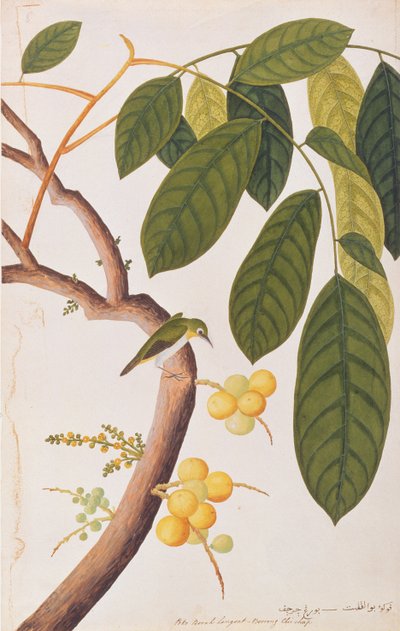 Oriental White-eye, from Drawings of Birds from Malacca, c.1805-18 by Chinese School